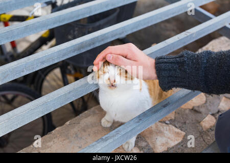 Heimatlose Katze, Tier und Tiere Konzept - der Mann streichelt Katze Kopf. Stockfoto