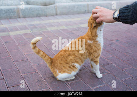 Heimatlose Katze, Tier und Tiere Konzept - der Mann streichelt Katze Kopf. Stockfoto