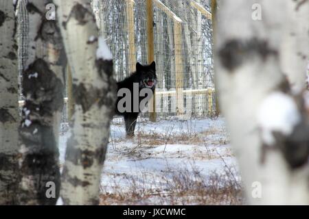 Horton von der Yamnuska Wolfshund Heiligtum in Cochrane, Alberta, Kanada Stockfoto