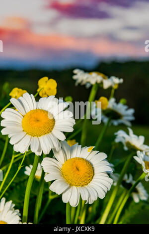 Wilden Gänseblümchen wachsen in einem Bauernhof Feld bei Sonnenuntergang Stockfoto