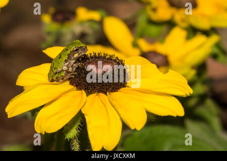 Ein grauer Laubfrosch auf einer Blume im Garten. Stockfoto