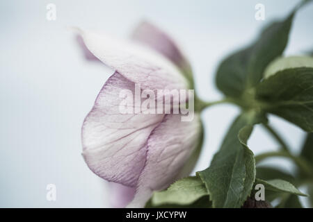Close up Color Foto einer germer Stockfoto