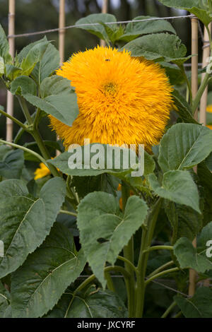 Sonnenblume, Helianthus annuus, Teddybär Stockfoto