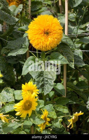 Sonnenblume, Helianthus annuus, Teddybär Stockfoto