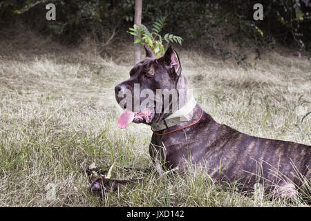 Italienische Cane Corso liegt auf der Wiese und schaut in die Ferne Stockfoto