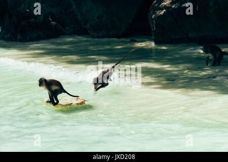 Affen im Wasser spielen bei Monkey Beach in der Nähe von Thailand Koh Phi Phi Island und Phuket. Stockfoto