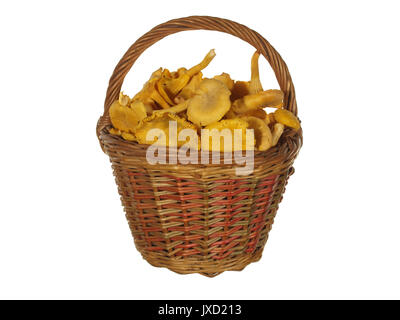 Wald Pilze Pfifferlinge in einen Korb auf weißem Hintergrund. Stockfoto