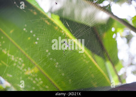 Ein Goldenes Horn Spider Aufbau einer Web auf einem Baum Blatt im Regenwald in Tortuguero in Costa Rica. Stockfoto