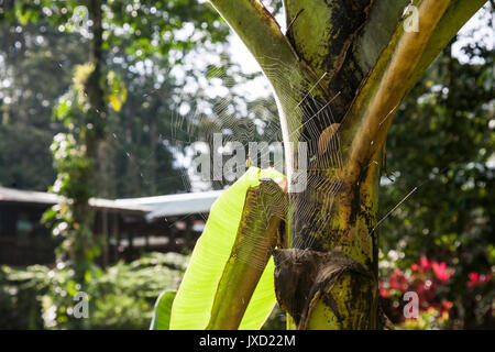 Ein Goldenes Horn Spinne baut eine schöne und komplizierte Web auf einer Bananenstaude Werk in Sarapiquí, Costa Rica. Stockfoto