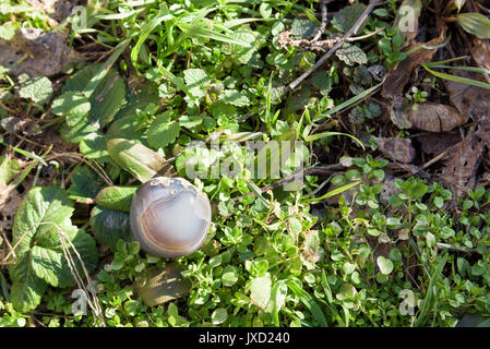 Grau Edelstein auf Gras Stockfoto