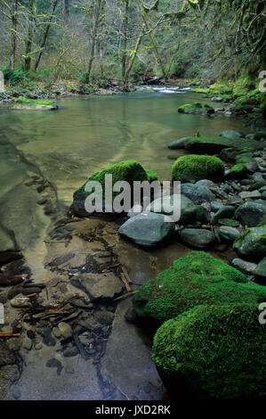 North Fork Smith River im alten Wald entlang North Fork Smith River Trail, Kentucky fällt besonderes Interesse, siuslaw National Forest, Oregon Stockfoto