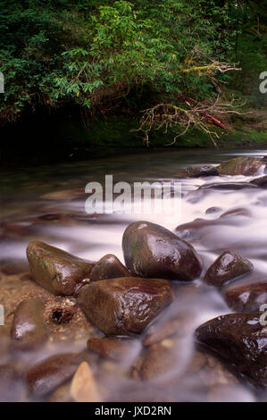 North Fork Smith River im alten Wald entlang North Fork Smith River Trail, Kentucky fällt besonderes Interesse, siuslaw National Forest, Oregon Stockfoto