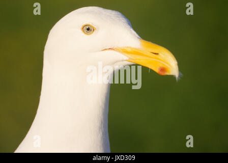 Gull, Yaquina Head hervorragenden natürlichen Bereich, Oregon Stockfoto