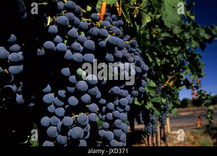 Weinberg Trauben, Yakima County, Washington Stockfoto