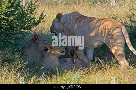 Löwin bei der Fütterung der Jungen Madikwe Game Reserve Südafrika Stockfoto