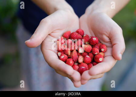 Woman's Hände halten ein paar Erdbeeren. Stockfoto