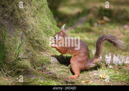 Eichhörnchen Essen Haselnuss Stockfoto