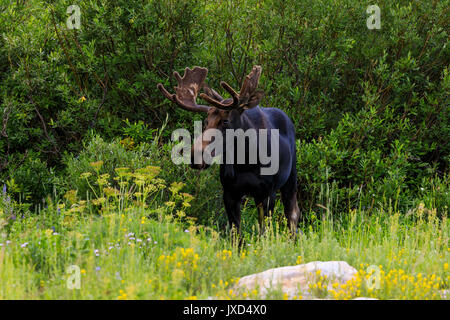 Stier Elch (Alces Alces) in Tundra borealen Wald, Denali National Park