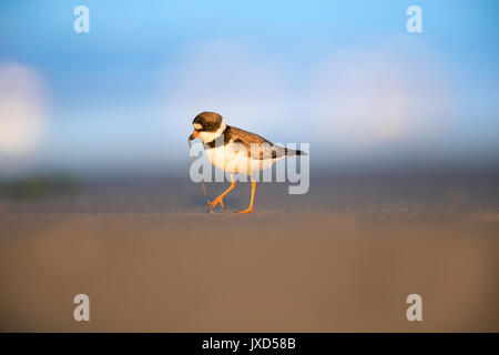 Semipalmated Plover ziehen ein Wurm aus dem Boden an der Nickerson Beach, New York Stockfoto