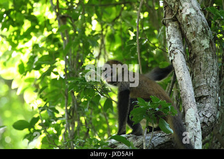 Eine junge Spider monkey - wildlife Outdoor Sitzen auf Baum mit grünen Blättern weg schauen - natürliche Hintergrund Stockfoto