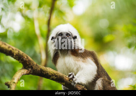 Kleiner Affe auf Baum im grünen Wald Stockfoto