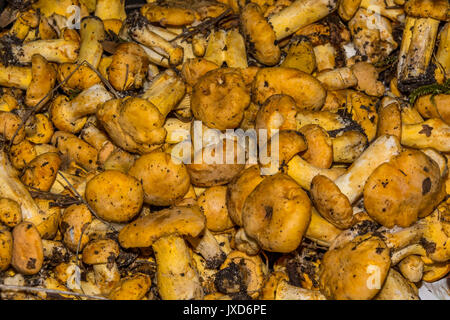 Viele frische Pfifferlinge (pfifferlinge), gerade aus dem Wald Stockfoto