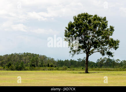 Schöne Florida Landschaft. Stockfoto