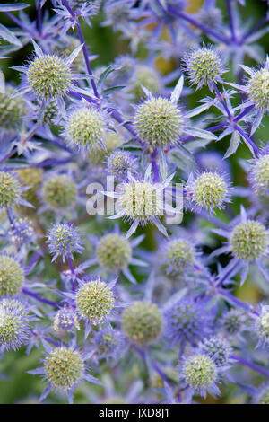 Eryngium bourgatii (Mittelmeer Holly) Stockfoto