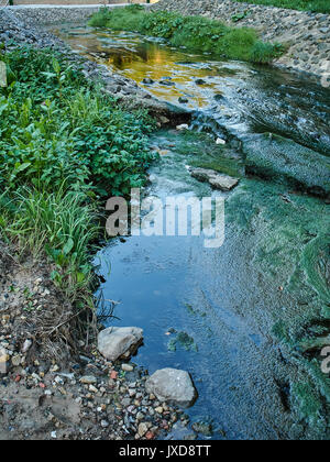 Der Fluss ist verunreinigt durch grüne Algen und Plastikbecher. Das Zentrum der Stadt. Belarus. Stockfoto