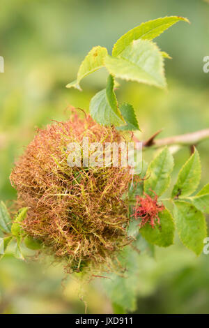 Robin's Stift Kissen, auch bekannt als Rose Bedeguar Gall. England, Großbritannien Stockfoto