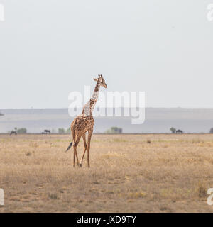 Einsame Giraffe im Amboseli Nationalpark, Kenia. Stockfoto