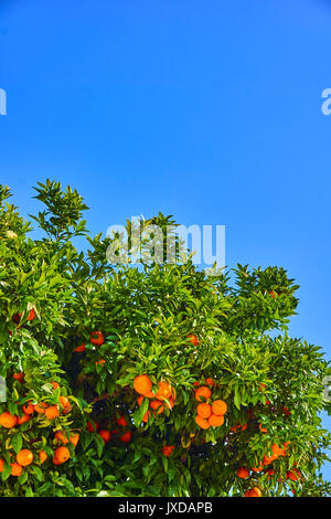 Clementinen Reife am Baum gegen den blauen Himmel. Tangerine tree. Orangen auf Zitrusfrüchte Stockfoto