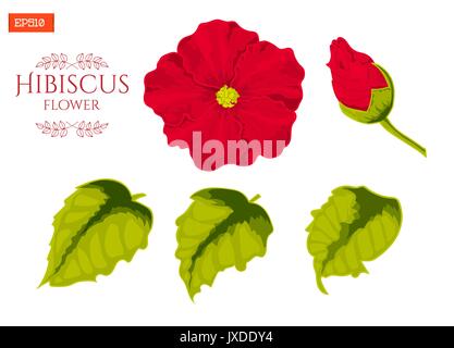 Satz von Blume, Blätter und die Knospe der Hibiscus Pflanzen isoliert. Vector Illustration Stock Vektor