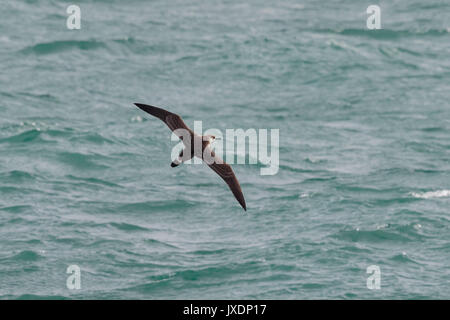 Eine große Shearwater Seabird, Ardenna gravis, früher, Puffinuss gravis, hochfliegende opver Wellen des Ozeans. Dorset, UK, Europa. Stockfoto