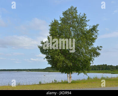 Birke am Ufer. Nördliche Landschaft Stockfoto