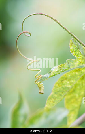 Passiflora caerulea. Blaue Passionsblume Ranke Stockfoto