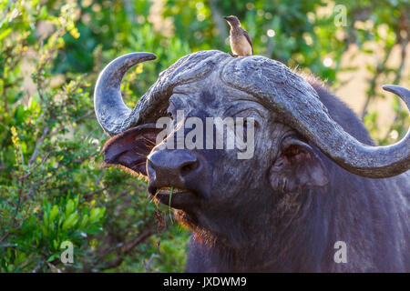 Afrikanische Büffel mit einem oxpecker zwischen die Hörner Stockfoto