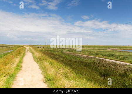 Blakeney Frischt, ein frisches Wasser marsch Neben dem saltmarsh im Blakeney Norfolk Stockfoto