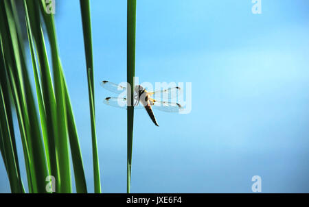 Vier - spotted Chaser (Libellula quadrimaculata). Libelle sitzt auf die Stängel von Schilf am Teich Hintergrund. Stockfoto