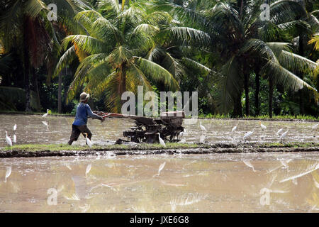 Bali/Indonesien - September 09, 2017: Landwirt in Ubud Pflügen der Reisfelder mit Maschine Stockfoto