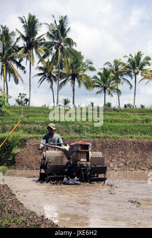 Bali/Indonesien - September 09, 2017: Landwirt in Ubud Pflügen der Reisfelder mit Maschine Stockfoto