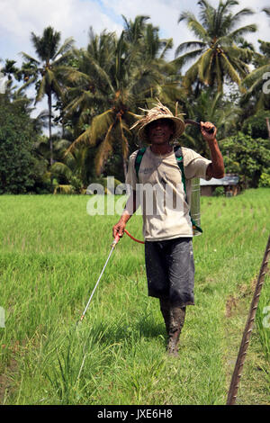 Bali/Indonesien - September 20, 2016: Landwirt in Bali neigen zu seinen Reis Feldfrüchte mit Feldspritze, wandern durch die Reisfelder in Ubud Stockfoto