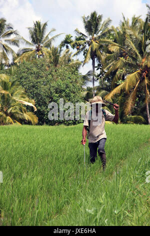 Bali/Indonesien - September 20, 2016: Landwirt in Bali neigen zu seinen Reis Feldfrüchte mit Feldspritze, wandern durch die Reisfelder in Ubud Stockfoto