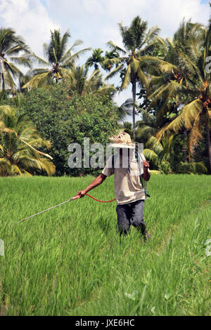 Bali/Indonesien - September 20, 2016: Landwirt in Bali neigen zu seinen Reis Feldfrüchte mit Feldspritze, wandern durch die Reisfelder in Ubud Stockfoto