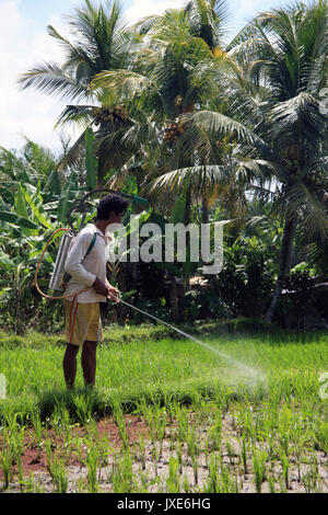 Bali/Indonesien - September 20, 2016: Landwirt in Bali neigen zu seinen Reis Feldfrüchte mit Feldspritze, wandern durch die Reisfelder in Ubud Stockfoto