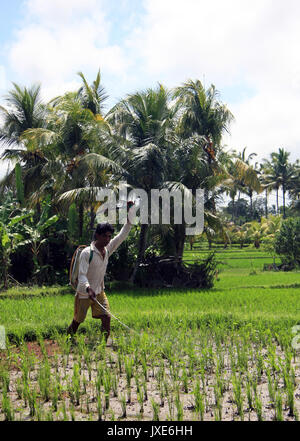 Bali/Indonesien - September 20, 2016: Landwirt in Bali neigen zu seinen Reis Feldfrüchte mit Feldspritze, wandern durch die Reisfelder in Ubud Stockfoto