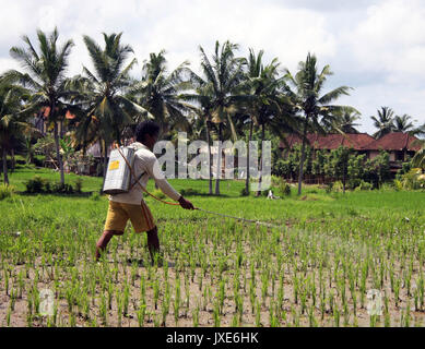 Bali/Indonesien - September 20, 2016: Landwirt in Bali neigen zu seinen Reis Feldfrüchte mit Feldspritze, wandern durch die Reisfelder in Ubud Stockfoto