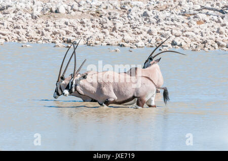 Drei Oryx, auch gemsbok, eines mit einem deformierten Horn, einer mit gebrochenen Horn genannt, die in einem Wasserloch im Norden Namibias Stockfoto