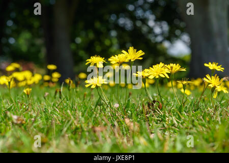 Herbst Hawkbit (Leontodon Autumnalis) Stockfoto