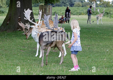 Bushy Park, London, UK. 15 August, 2017. Ein Mädchen ist von Hand füttern der Hirsche am Bushy Park in South West London UK. Credit: Julia Gavin UK/Alamy leben Nachrichten Stockfoto